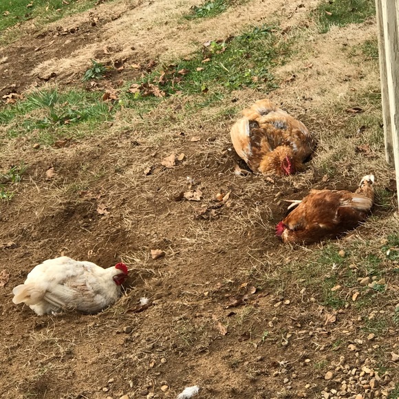 Meet your Posher, Jennifer - Picture 1 of 1